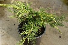 Ardıç Türleri Nelerdir?