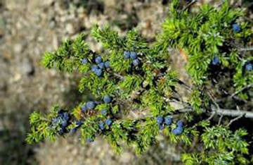 Ardıç Tohumu Yağı Kullanımı ve Faydaları Nelerdir?