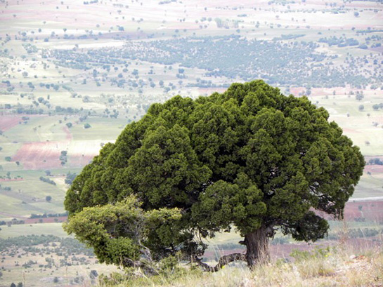 Ardıç Ağacı Türleri ve Özellikleri